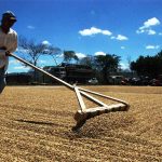 Crisis en la producción cafetalera tiene efectos profundos y prolongados