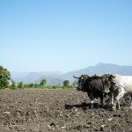 Plan de producción agrícola desconectado de la realidad